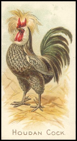 N20 Allen & Ginter Prize and Game Chickens Houdan Cock